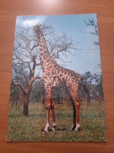 Cartolina animali africa - cartolina,