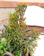 ?Vaso Ø 9,5 Cm Pianta HATIORA SALICORNIOIDES Rhipsalis Fiori Gialli??+Omaggio