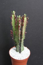 EUPHORBIA TRIGONA RUBRA