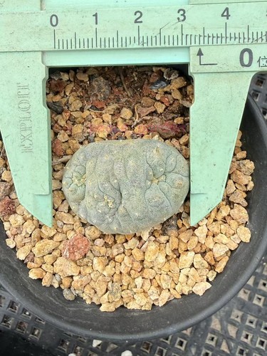 Astrophytum aztekium forma