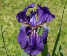 Iris germanica | Bearded iris | German iris - Bartiris | Deutsche Schwertlilie