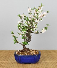 Bonsai ciliegio esterno - di,