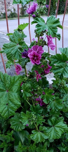 30SEMI🌺MALVA