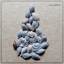 30 semi di Pinus wallichiana -