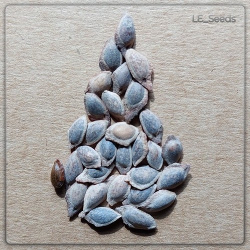 Semi pinus wallichiana - 30,