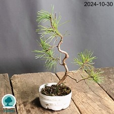 Pinus Mugo Bonsai Outdoor