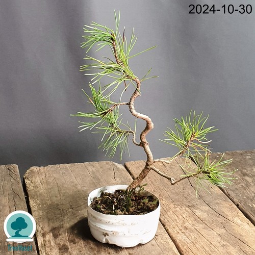 Pinus mugo bonsai outdoor - pinus,