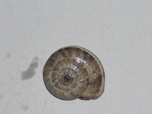 Candidula gigaxii unique - candidula,