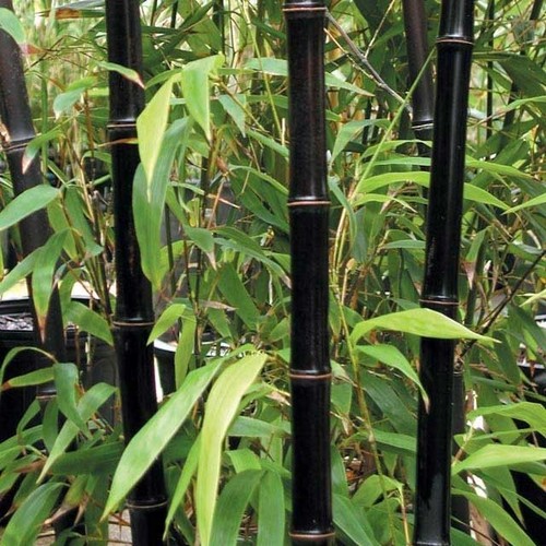 Semi moso bamboo nero - moso,