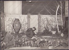 1959 UDINE Giardiniere giardino piante Fotografia Tino
