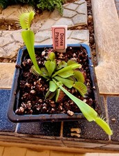 Bellissima Dionea Phalanx