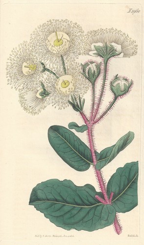 Metrosideros hispida rough - metrosideros,