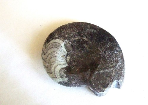 Fossili goniatite - fossili,
