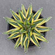 Agave Victoriaereginae piante