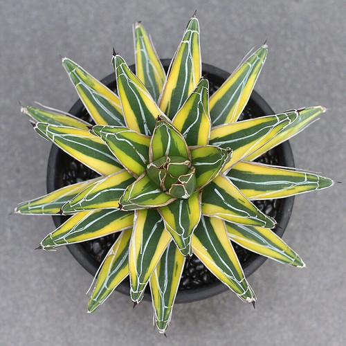 Agave victoriaereginae piante - victoriaereginae,