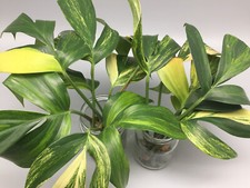 Bellissime talee Philodendron