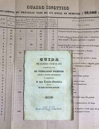 Bachi seta allevamento - bachi, da