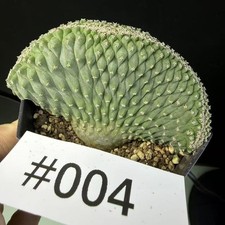 Rara pianta di cactus