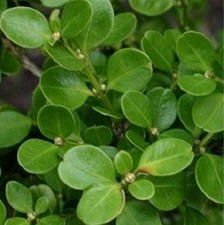 40pz Pianta Bosso Rotundifolia