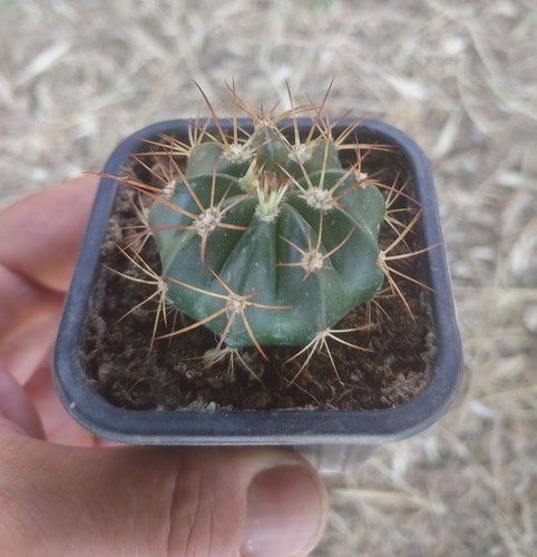 Melocactus bahiensis - melocactus,