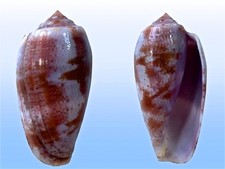 Conidae, Conus tulipa, Tulear