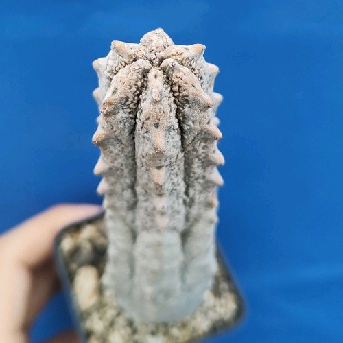 Euphorbia abdelcuri - , (socotra)