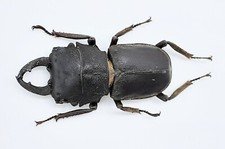 Lucanidae, Gnaphaloryx opacus, Malesia, A1, 28 mm, #LM91