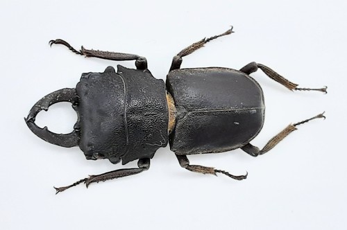 Lucanidae gnaphaloryx opacus - lucanidae,,