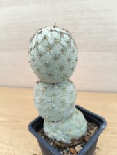 94670 TEPHROCACTUS Geometricus