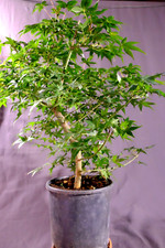 BONSAI Prebonsai Acero Palmato