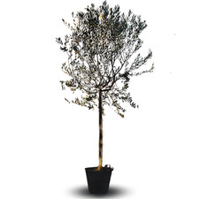 Olivi Frantoio pianta su vaso da 55 cm Altezza 200~250 cm  eta' 15 anni