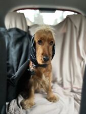 Paraorecchie impermeabile personalizzato per cocker, cavalier ecc vari colori