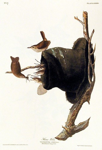 John james audubon house - james,
