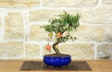Bonsai di Melograno Nano in