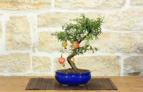 Bonsai melograno nano in - di,