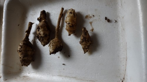 Tuberi carciofo di - di,