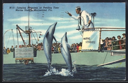Cartolina marineland fl - cartolina,