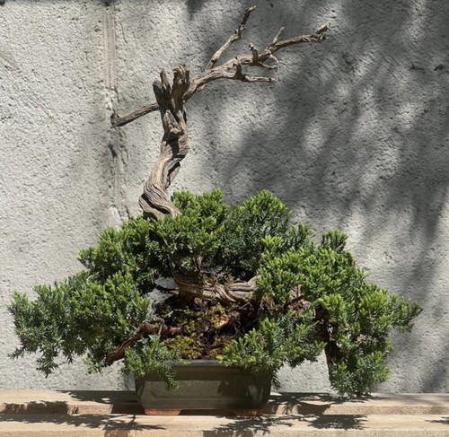 Bonsai ginepro - bonsai,