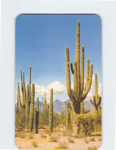 Cartolina foresta saguaro - cartolina,