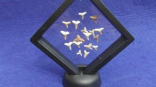 DENTI FOSSILI DI SQUALO OTODUS