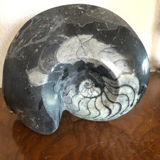 Polished Moroccan Goniatite