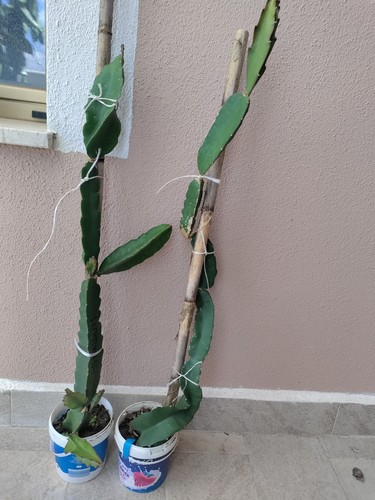 Pianta pitaya frutto del - di,