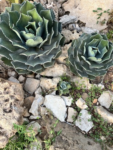 Agave potatorum kissho - kissho, kan