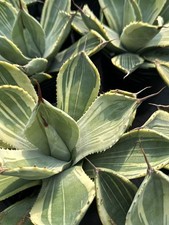 Agave parryi var. troncata