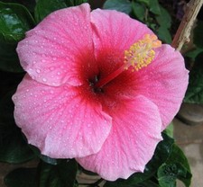 25-SEMI -HIBISCUS- 'pink'  +