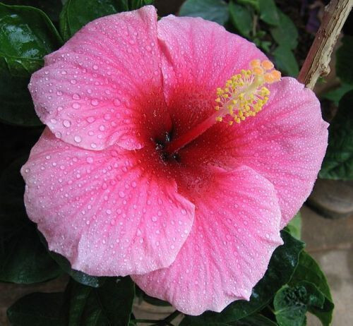 Semi hibiscus pink - , +