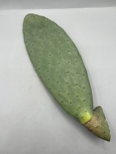 Opuntia Titania Senza Spine 40