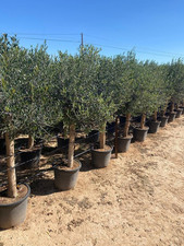 Olivo Olivo "25 anni" 160 cm