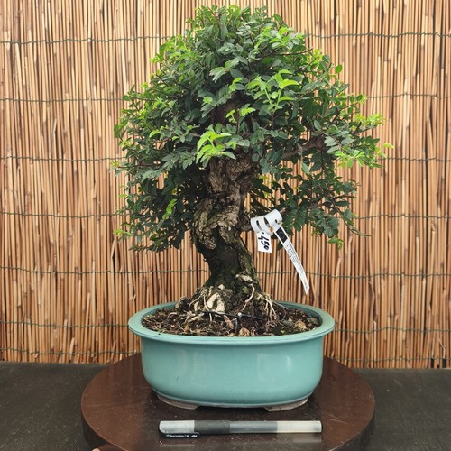 Bonsai olmo parvifolia h - parvifolia,