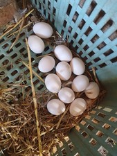 30 Uova Feconde Galline